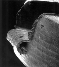 screwhead.jpg - 16261 Bytes